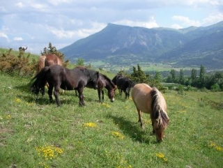  Los caballos de Sabots de Venus 